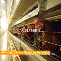 Chicken equipment poultry farm cages